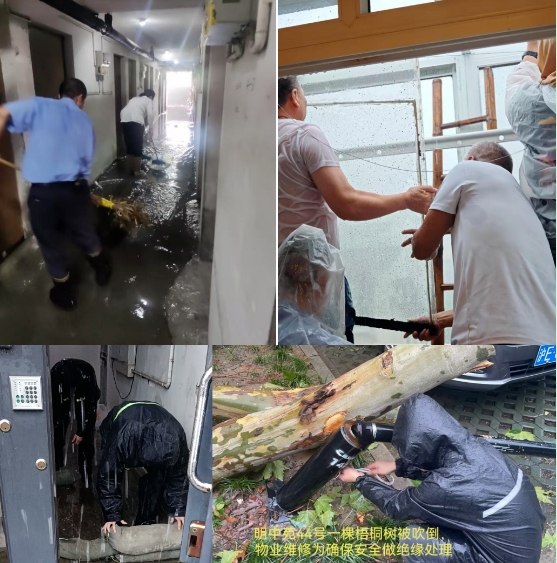 子成2.png